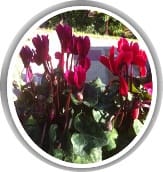 דוד מ. ממליץ