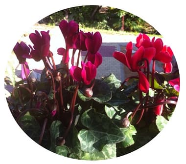 טיפול אלטרנטיבי - "שפע בריאות"